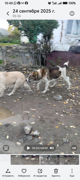 Алабай 2 жаста жуас