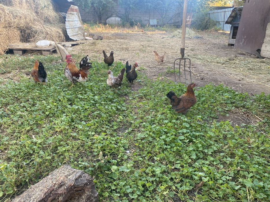 Продам карликовых курей