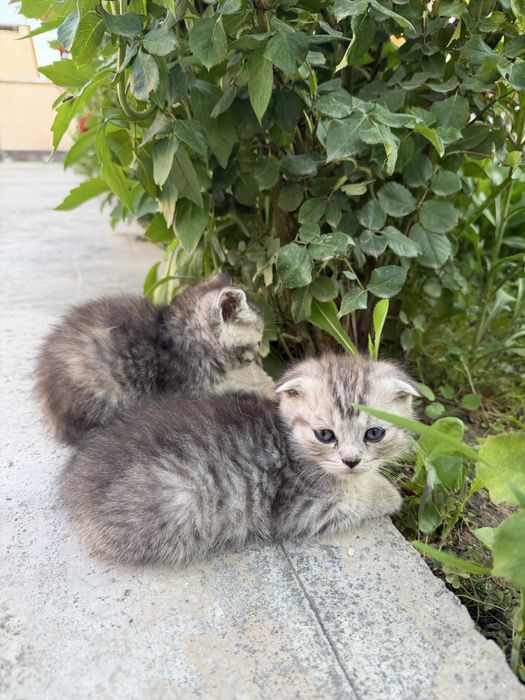 Котята Scottish Fold и Страйт