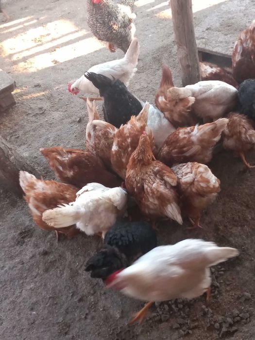 Vând oua de gaina BIO