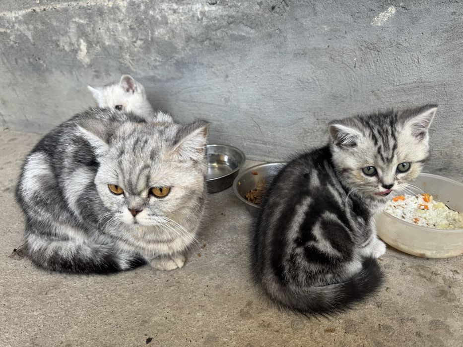 Котята скотш фолд
