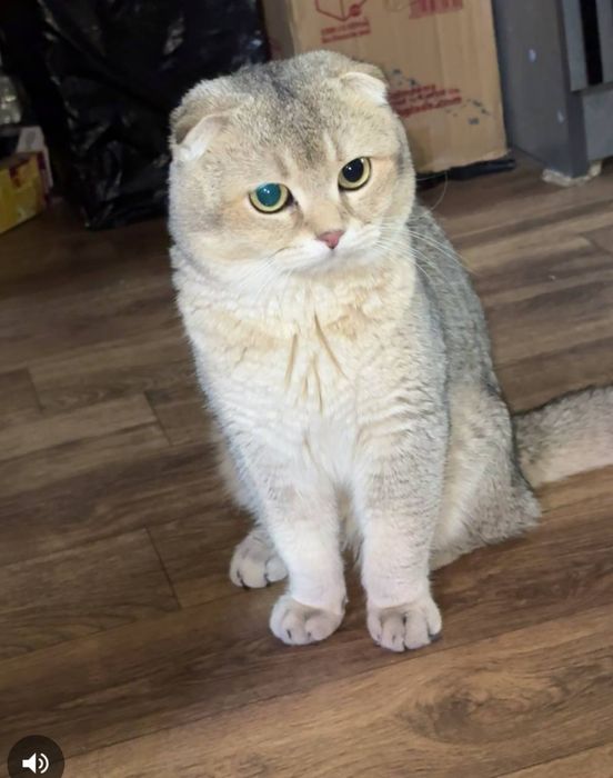 Кошка на вязку чисто породистый