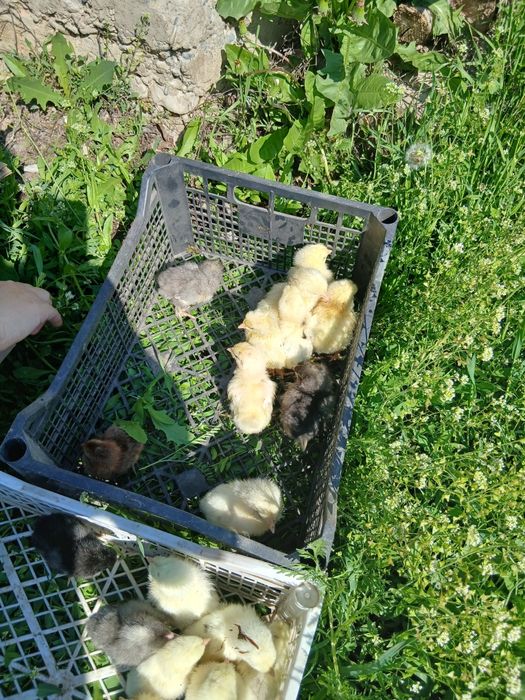 Пподам цыплят 1 недельные