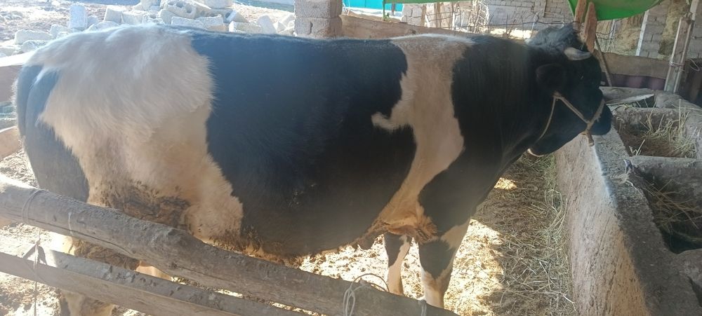 Бұқа сатылады,бордақылауда тұрған