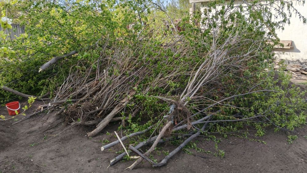 Деревья на дрова самовывоз