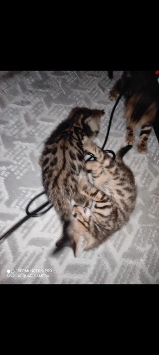 Бенгальские котята