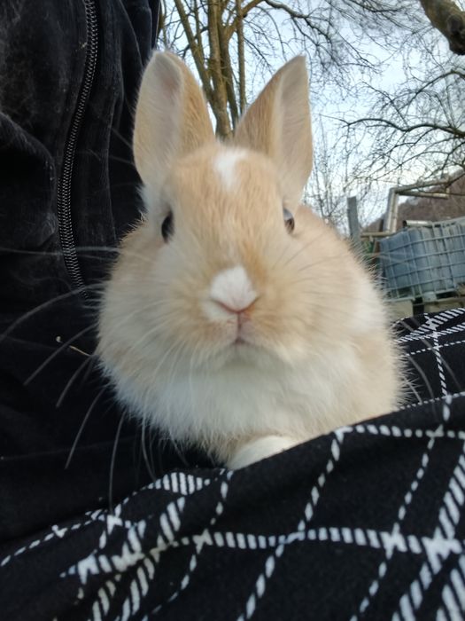 iepuri cap de leu pitic