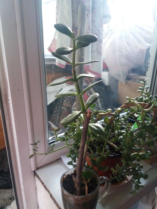 Растения домашное