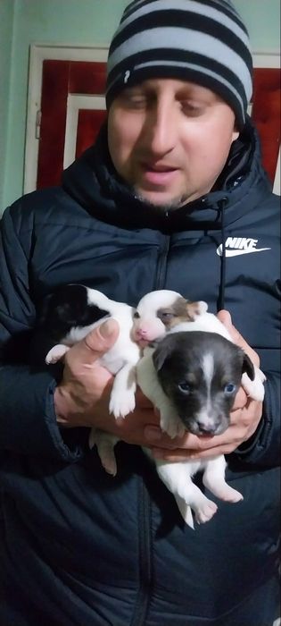 Кученца джак ръсел териер