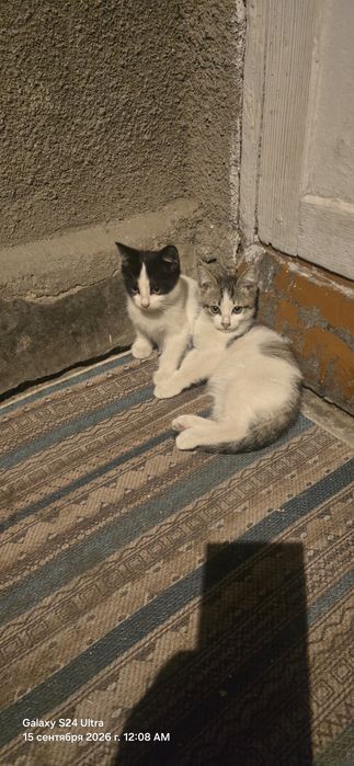 Отдам котят в хорошие руки