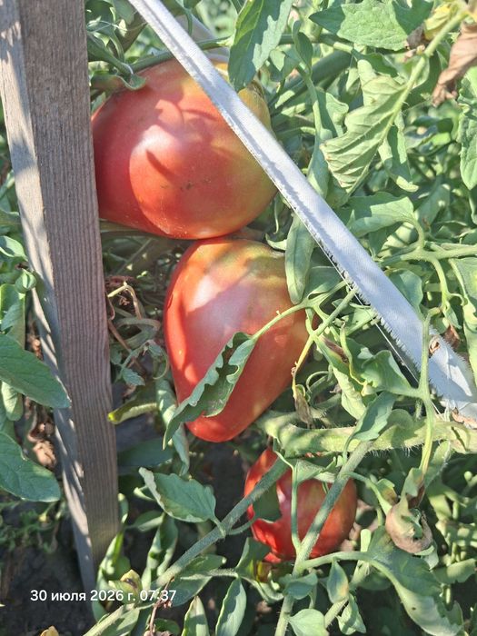 Продам помидоры  домашние