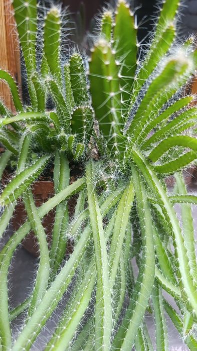 Цитрус  кўчати Дракон фрукт  Питахая