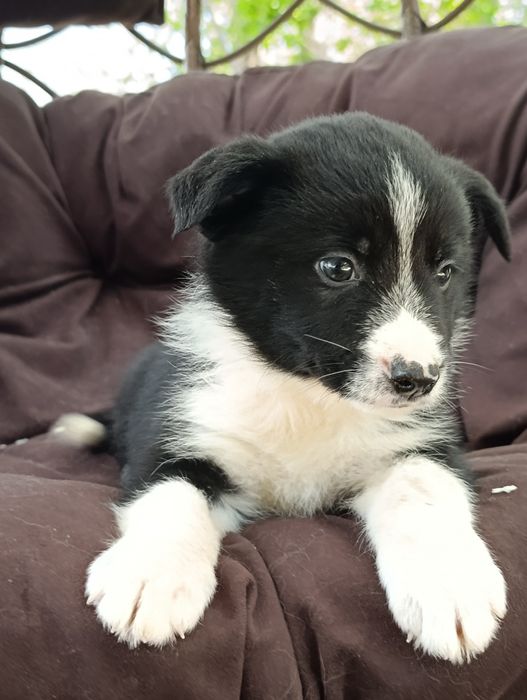 щенок Бордер колли