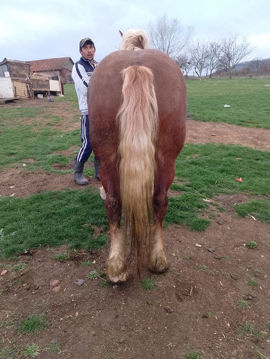 Vând două iepe cuminte garantate la căruță