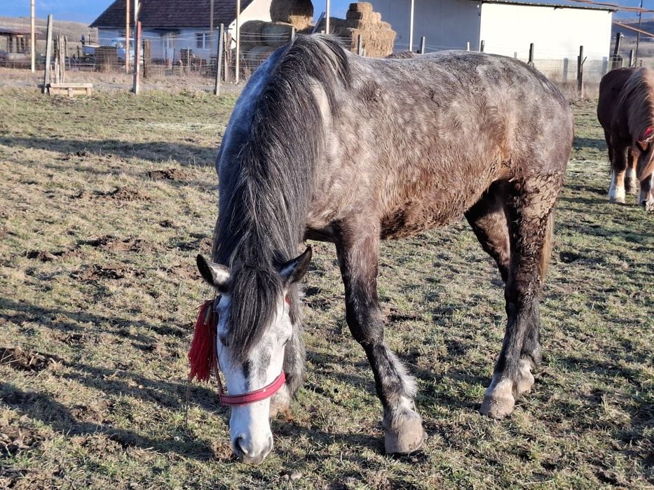 Vand iapa frumoasa, sanatoasa, cuminte,  fara nici un fel de defect.