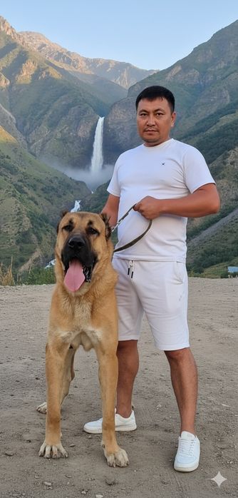 Продаётся супер тяж огромный кобель