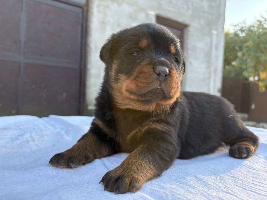 Vand pui rottweiler