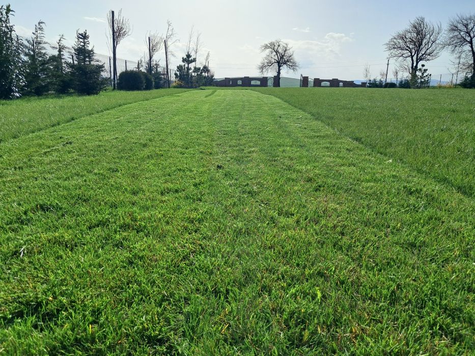 Ingrijire spații verzi, toaletare arbori, tundere gazon, Piatra Neamț