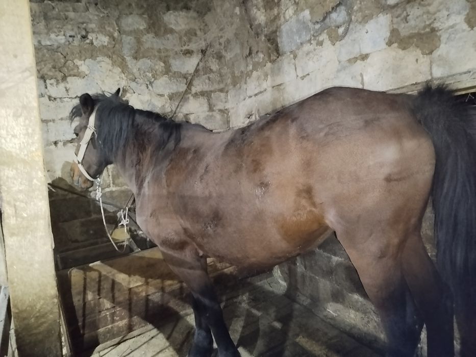 Кабыла 8-9лет на откорме