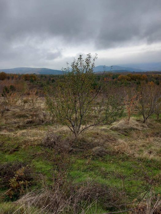 Продава се Земеделски имот в с. Мазарачево, Област Кюстендил -  кв.м за 2733 €/дка - Снимка #4