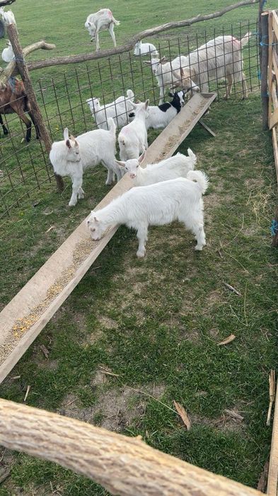 Iezi de vânzare de sacrificat pt Paști
