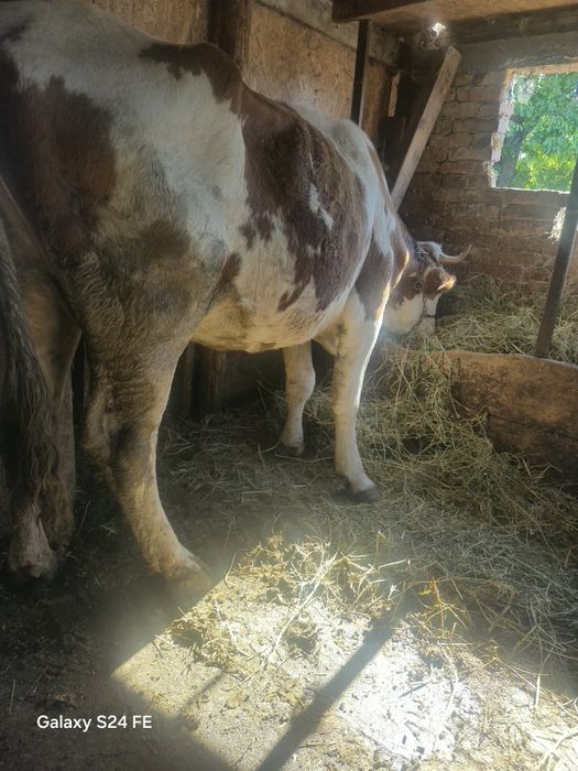 Vând vacă bălțată românească