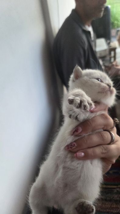 Котки британски късокосмести
