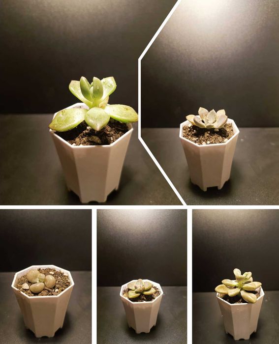 Продам разные суккуленты