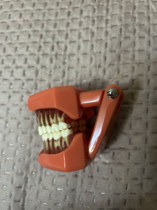 Model arcadă dentară