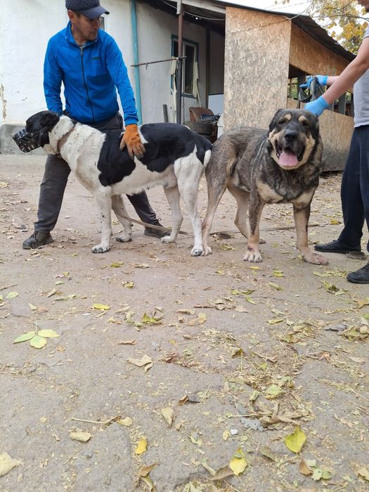 Продам алабая щенка