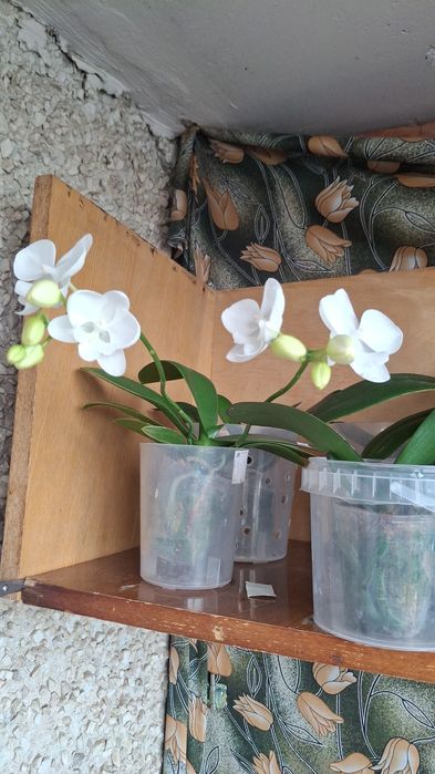 Продам орхидеи азиатские