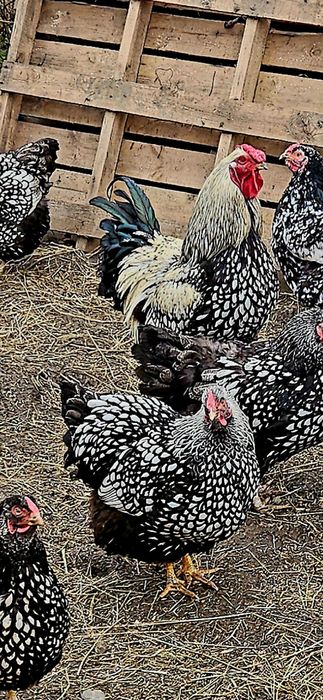 De vanzare in nasaud