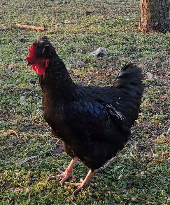 Петел Косовски певец