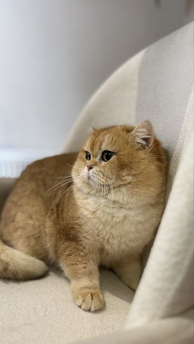 Vyazkaga! qiz mushuklani taklif qiladi