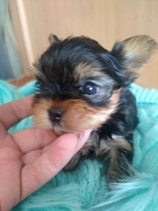 Йоркширский терьер