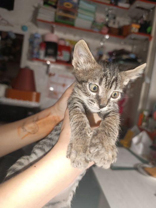 Котенок мальчик бесплатно