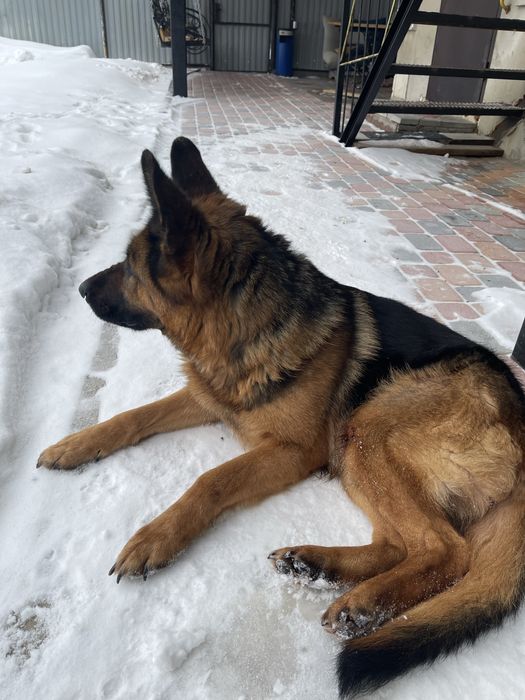 Элитная немецкая овчарка