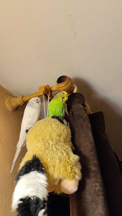 Donez 2 peruși cu colivie