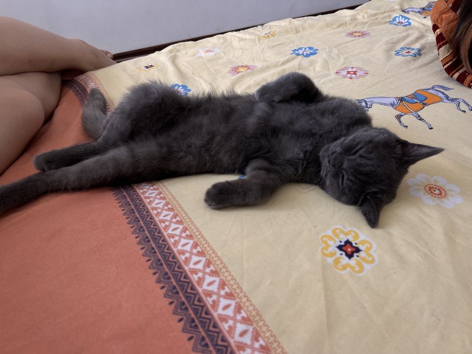 Британский котенок
