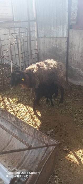 Қой сатылады қозыл