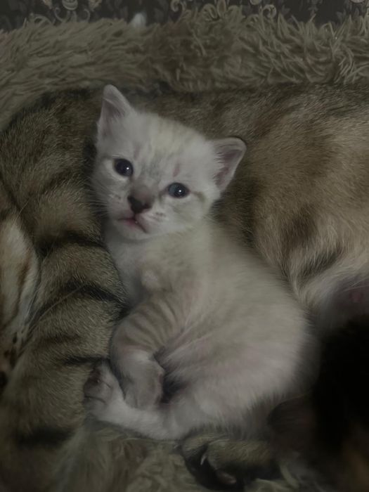 2 котенка, британцы