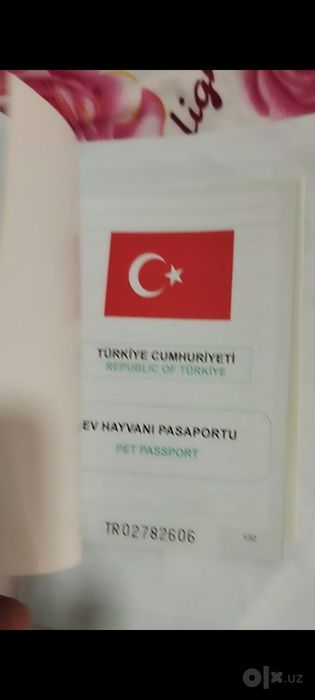 Овчи Кучук тозза Турция