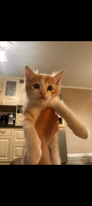 Отдам классных котят