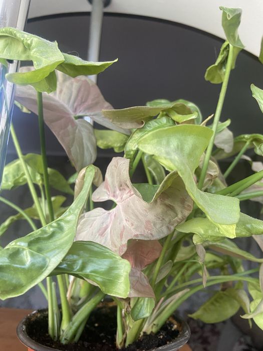 Комнатное растение,вьющееся Сингониум