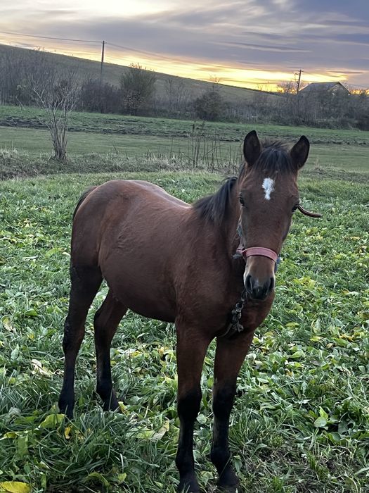 Vand mânz armăsar 8luni jumate , sănătos