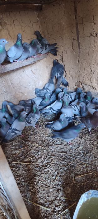 Yovoyi kaptar bor qiziqanla bosa