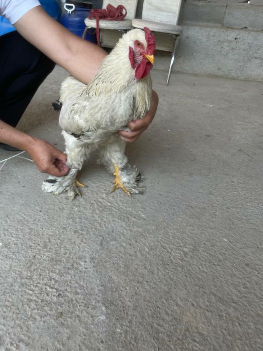 Хурозлар бор зотли