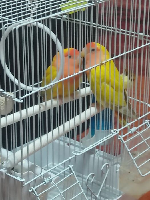 Продам Лутинов вместе клеткой домиком