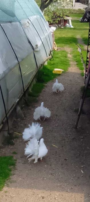 Porumbei voltați de vânzare
