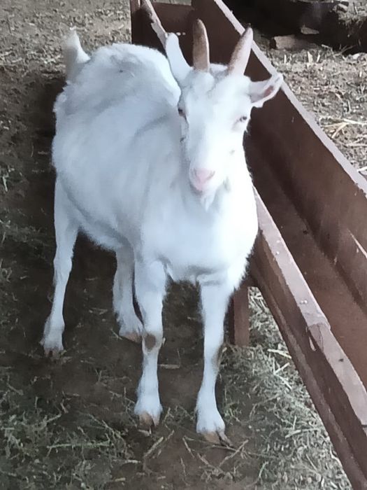 Сутті орыс ешкілер сатылады